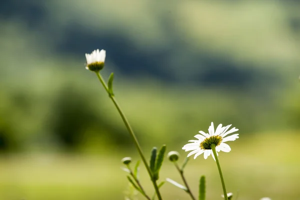 Chamomiles — Stock fotografie