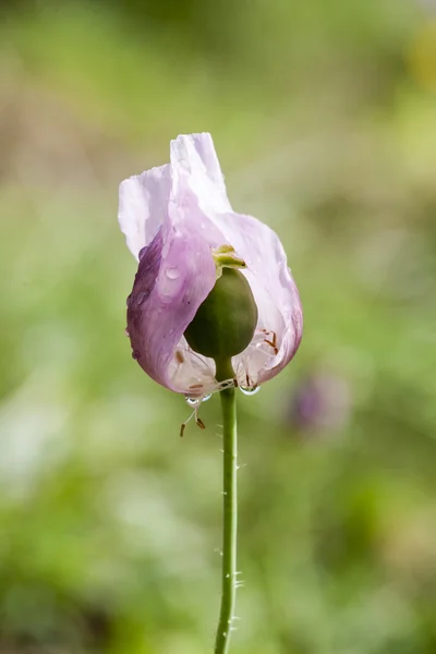 Poppye — Stok fotoğraf