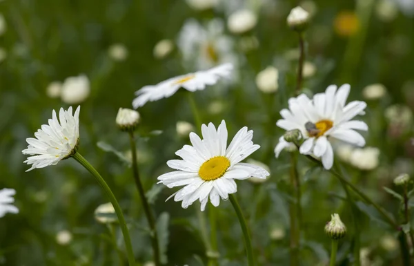 Chamomiles — Stockfoto