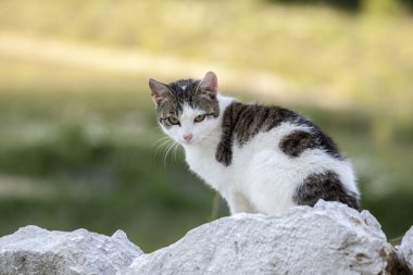 Genç kedi