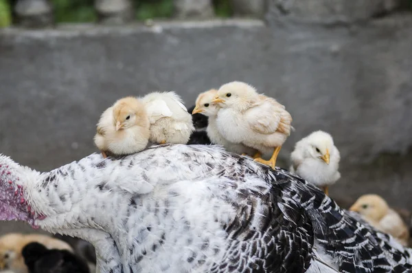 Gallinas — Foto de Stock