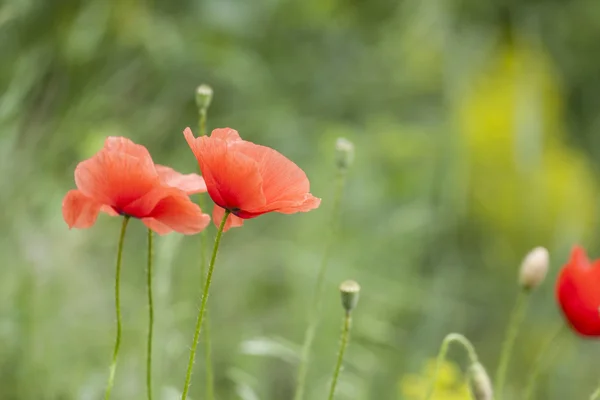 Mohn — Stockfoto