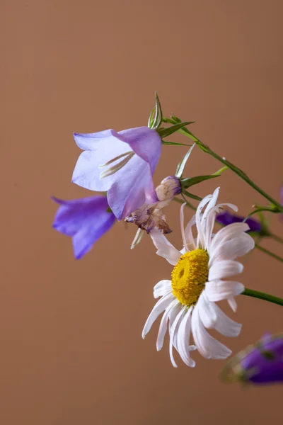 Bells — Stock Photo, Image