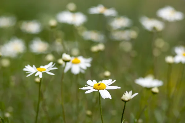 Kamille — Stockfoto