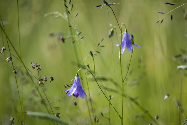 Campanula bell — Stock Photo, Image