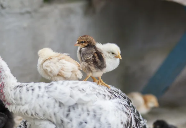 Gallinas — Foto de Stock