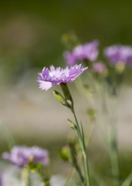 Carnation — Stock fotografie