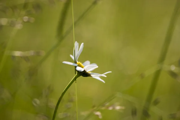 Papatya çayı — Stok fotoğraf