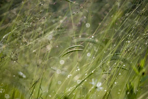 Gräs — Stockfoto