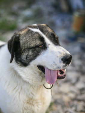 Çoban