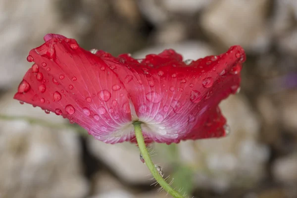 Poppy — Stock Photo, Image