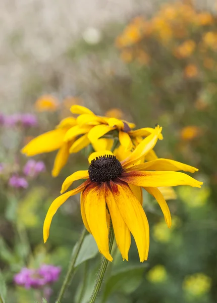 Girasoles —  Fotos de Stock