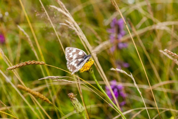 Butterfly — Stock Photo, Image