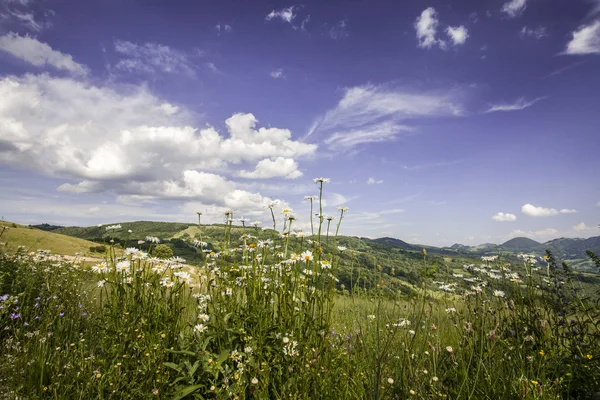 Estate in montagna — Foto Stock