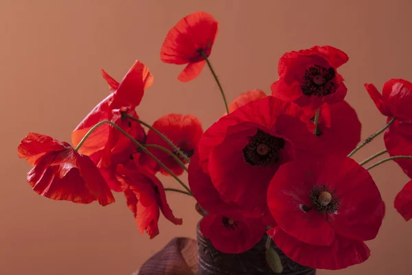 Poppy — Stock Photo, Image