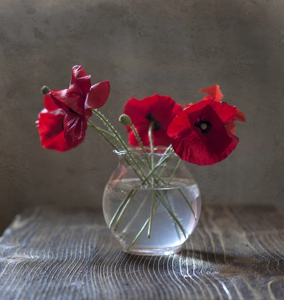 Poppy — Stock Photo, Image