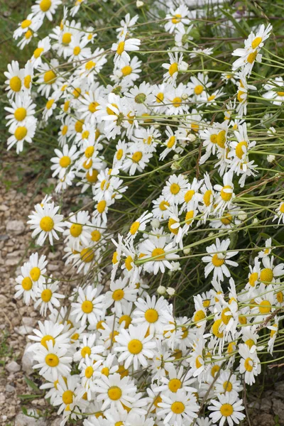 洋甘菊 — 图库照片