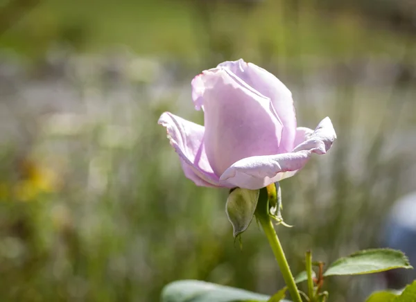 Rosa. — Fotografia de Stock