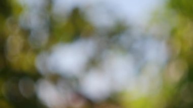 Soyut, doğa bokeh arka plan, ormanın yeşil yaprakları. Yaratıcı tasarım için bulanık biçimli yeşil doğa.