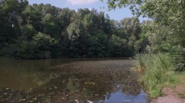 Gölet çimenler ve ağaçlar karşı şehir binaların arasında yeşil su ile.