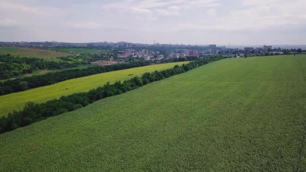 Vuelo Drones Sobre Campo Girasol Cerca Ciudad — Vídeos de Stock