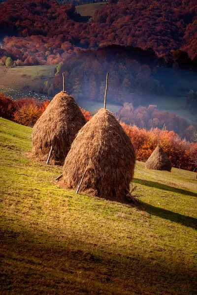 가을에는 누르스름하고 후줄근 단풍나무들이 과푸른 과어우러져 풍경이 펼쳐져 있었다 루마니아 — 스톡 사진