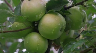 Yağmurdan sonra organik meyve bahçesinde taze kırmızı elmalar. Yağmur ve damlalar dalda asılı elmaların üzerine.