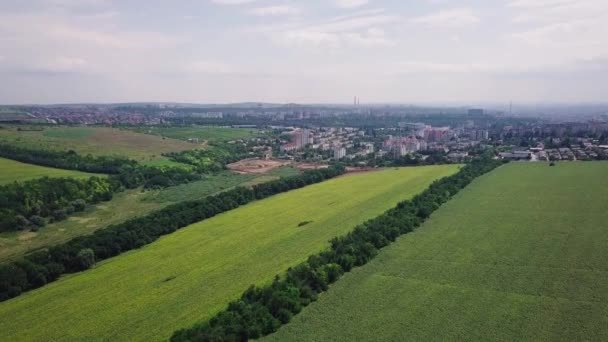 Drohnenflug Über Einem Sonnenblumenfeld Der Nähe Der Stadt — Stockvideo