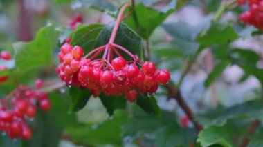 Bahçedeki kırmızı viburnum dalı. Yağmur damlalı Viburnum üzümü.