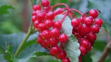 Bahçedeki kırmızı viburnum dalı. Yağmur damlalı Viburnum üzümü.