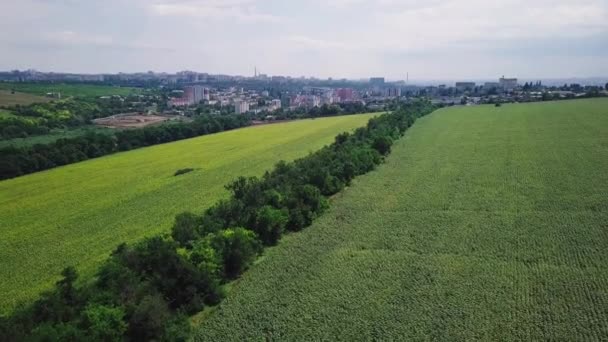 Drohnenflug Über Einem Sonnenblumenfeld Der Nähe Der Stadt — Stockvideo