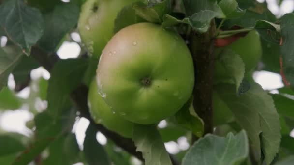 Mele Rosse Fresche Nel Frutteto Biologico Dopo Pioggia Piove Gocciola — Video Stock