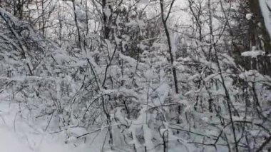 Kış Ormanı. Kar fırtınadan sonra ağaçları ağaçlarla kapladı. Kar yağışında Ormanda Kış Tatilleri. Buz Hava Durumu