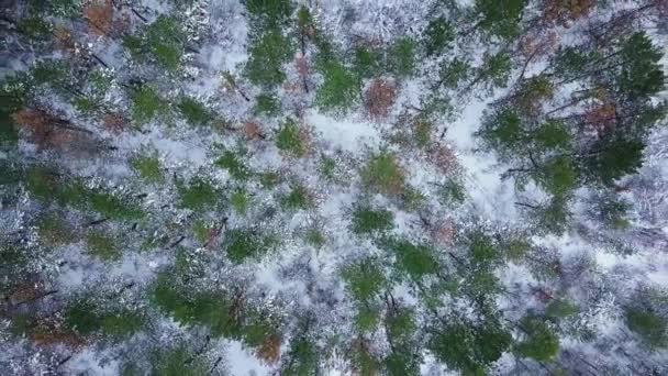 Повітряний Безпілотник Вид Сніговий Ліс Зимовий Слід — стокове відео