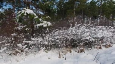 Kış Ormanı. Kar fırtınadan sonra ağaçları ağaçlarla kapladı. Kar yağışında Ormanda Kış Tatilleri. Buz Hava Durumu