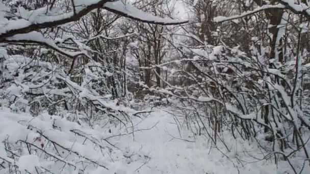 Floresta Inverno Árvores Cobertas Neve Madeira Após Nevasca Férias Inverno — Vídeo de Stock