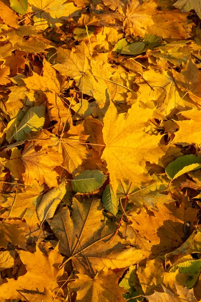 Grupo de fondo hojas naranjas otoño. —  Fotos de Stock