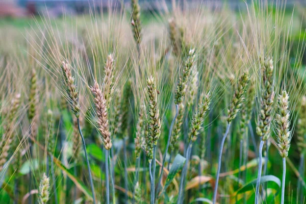 Vetefält. Öron av gyllene vete närbild. Skördebegreppet — Stockfoto