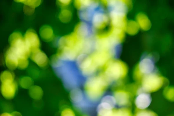 Abstract, natuur bokeh achtergrond, groen gebladerte van het bos. Groene natuur in wazige stijl voor creatief design. — Stockfoto