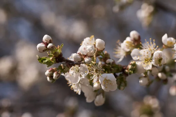 Cerca de cerezo blanco en flor en la primavera —  Fotos de Stock