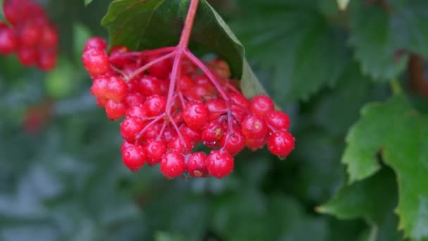 Vörös viburnum ág a kertben. Viburnum bogyó esőcseppel. — Stock videók