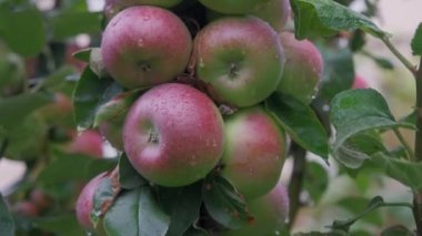 Yağmurdan sonra organik meyve bahçesinde taze kırmızı elmalar. Yağmur ve damlalar dalda asılı elmaların üzerine.