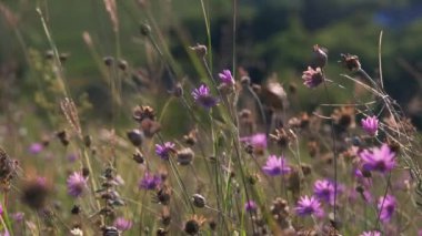 Dağlarda çiçekler ve yaz otlarıyla yeşil çayır. Gün batımında kır çiçekleri. UHD 4K