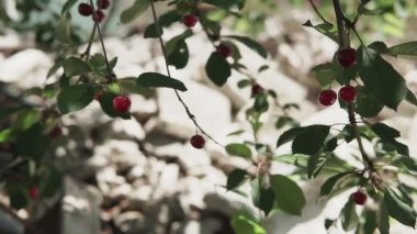 Rüzgarda bir çift lezzetli meyveli kırmızı ekşi kiraz ağacı dalı. Yakın plan kiraz ağacı dalları ve meyveler