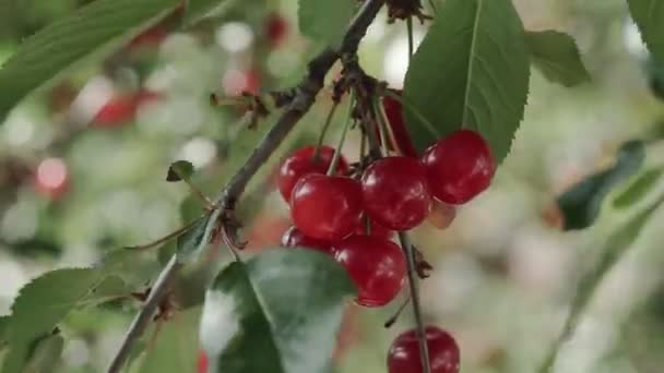 Roter Sauerkirschenzweig Mit Einem Paar Schmackhafter Früchte Wind Zweige Und — Stockvideo