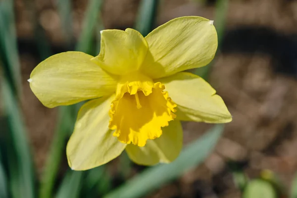 Narcisos Amarelos Primavera Com Fundo Embaçado — Fotografia de Stock