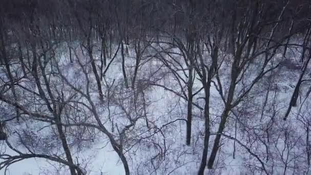 Vista Aérea Bosque Cubierto Nieve Sendero Invierno — Vídeo de stock