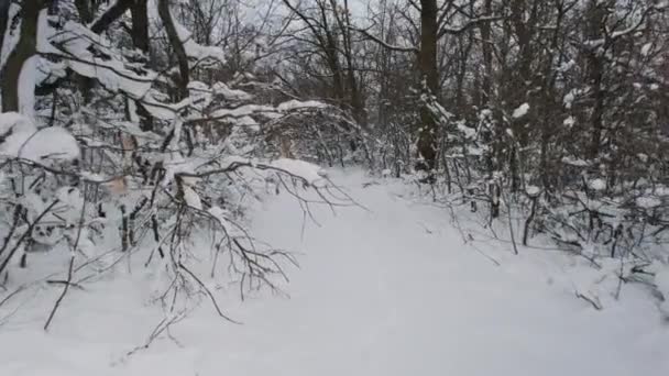 Bosque Invierno Árboles Cubiertos Nieve Madera Después Blizzard Vacaciones Invierno — Vídeos de Stock
