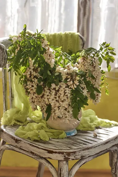 Flores Acacia Jarrón Blanco Bodegón Con Flores Acacia Silla Vintage — Foto de Stock