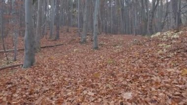 Renkli sonbahar yaprakları ve güzel güneş ışığı olan bir orman. Pov vuruşu..